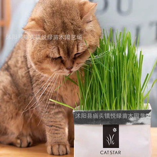 Cat Hydroponic Cat Set Wetland Given Cat Crystal Balls Planting Cat Snacks Cats to Go Boom Ball